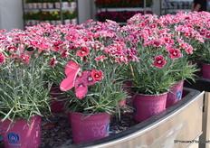 De Flutter Burst van Florensis in een combinatie van plant in een gerecyclede pot met een mooi vlinderlabel. Het wordt ook gepresenteerd zoals het in de winkel staat. De droogte- en vorsttolerantie van deze plant zijn erg goed en zeer geschikt voor overwinterde productie.